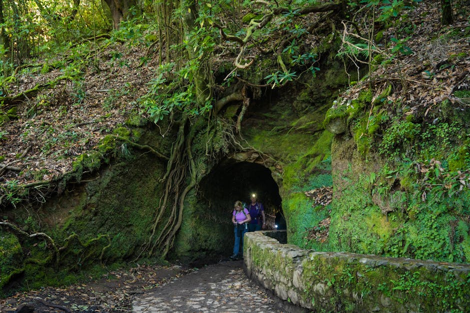 Hikers entering a moss-covered tunnel along a scenic levada trail in Madeira, Portugal.