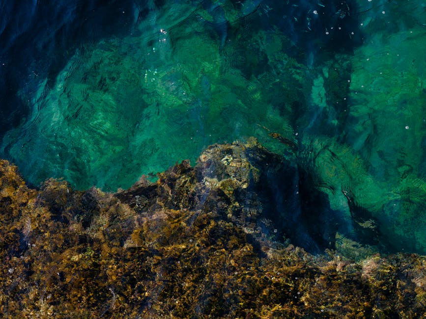 A striking aerial shot of clear turquoise ocean with rocky shoreline, capturing the vibrant marine beauty.