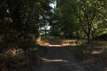 A serene forest path in Mirandela, Portugal illuminated summer sunlight.