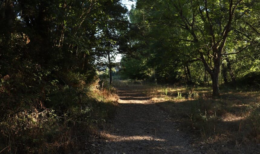 A serene forest path in Mirandela, Portugal illuminated  summer sunlight.