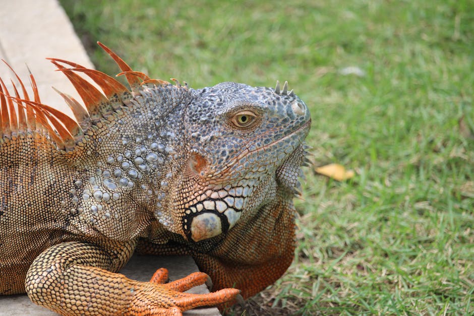 A colorful green iguana basking outdoors in Punta Cana, Dominican Republic.