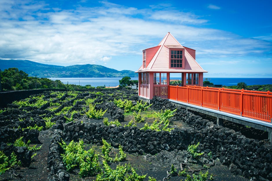 Vinha exuberante contra paisagem vulcânica com edifício vibrante cor-de-rosa na Ilha do Pico, Açores.