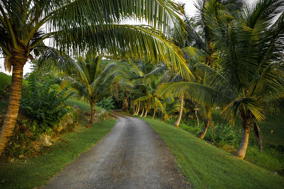 Vista cativante de uma estrada de terra ladeada por palmeiras tropicais na Jamaica, perfeita para temas de viagem.