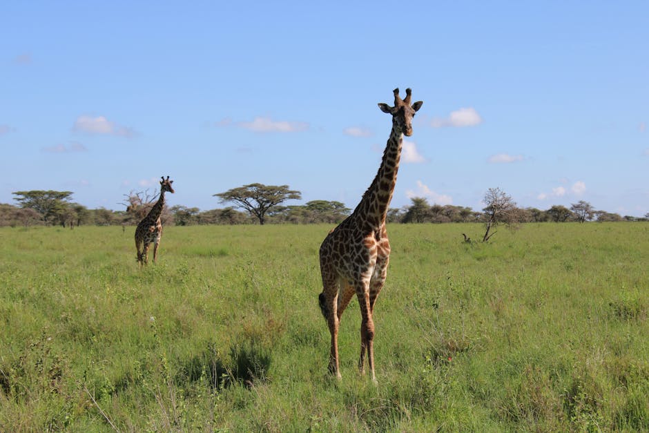 Duas girafas em pé na vasta savana do Parque Nacional Serengeti, na Tanzânia, sob um céu azul límpido.