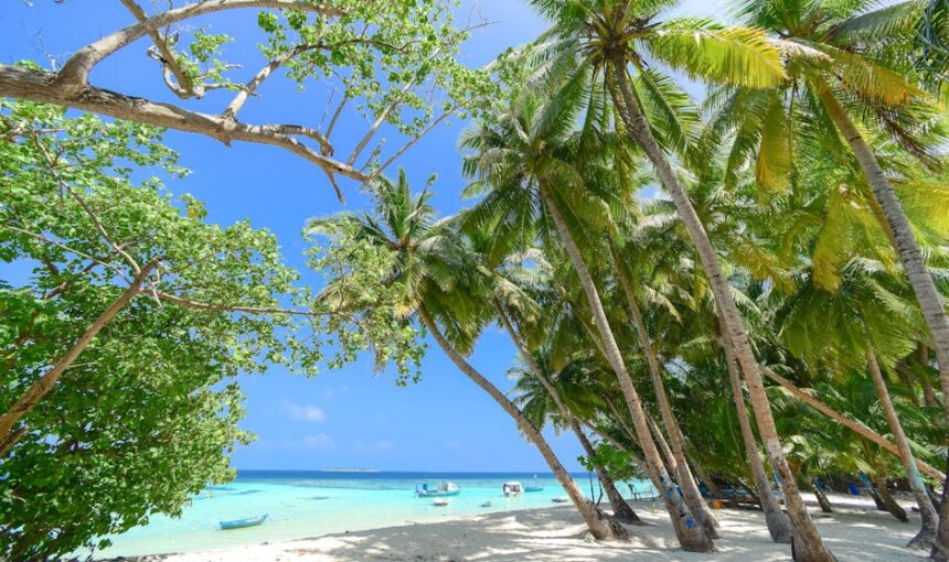Praia tropical soalheira com palmeiras e mar turquesa, perfeita para umas férias.