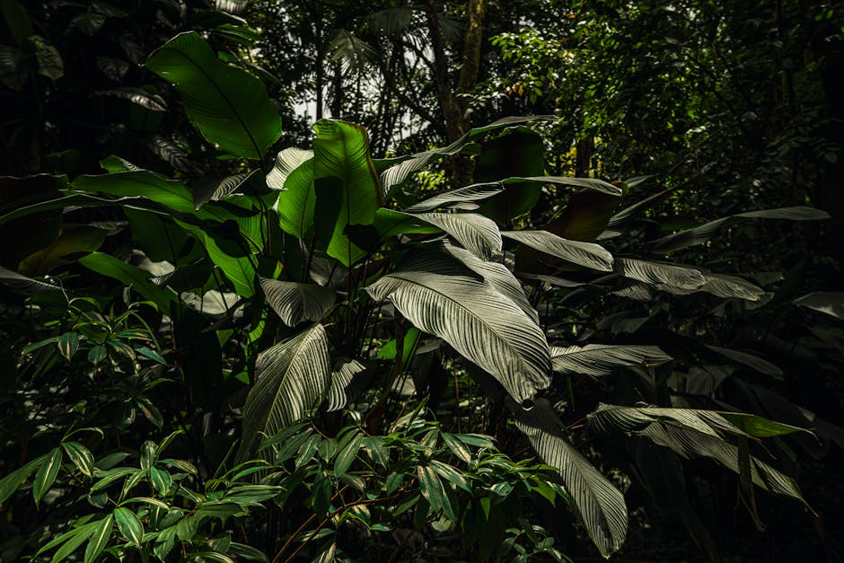 Plantas tropicais vibrantes a prosperar num cenário de selva luxuriante, exibindo folhagem diversa e beleza natural.