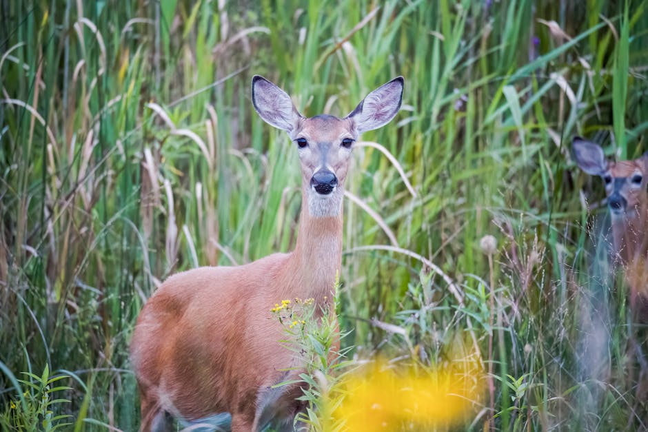 Um veado-de-cauda-branca sereno em meio a uma vegetação luxuriante, exibindo a beleza da vida selvagem em seu habitat natural.