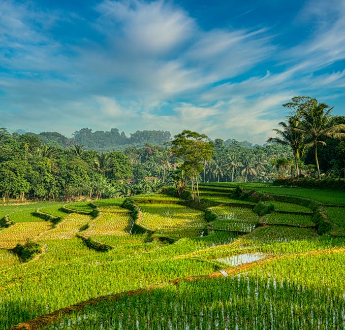 Vista panorâmica de exuberantes terraços de arroz em Rumpin, Java Ocidental, mostrando a agricultura rural indonésia.