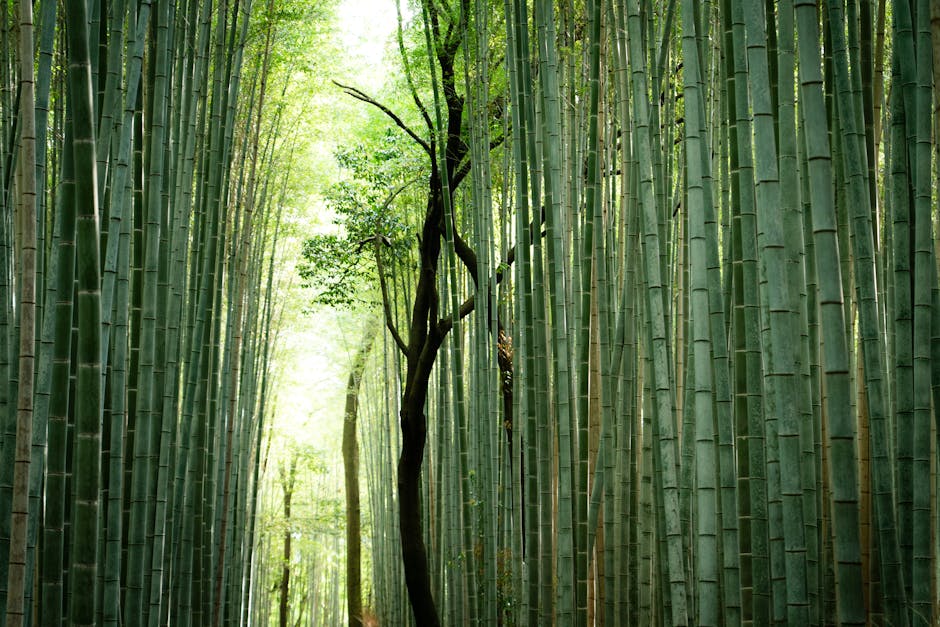 Experimente a beleza tranquila do Bosque de Bambu de Arashiyama em Quioto, Japão, uma maravilha natural deslumbrante.