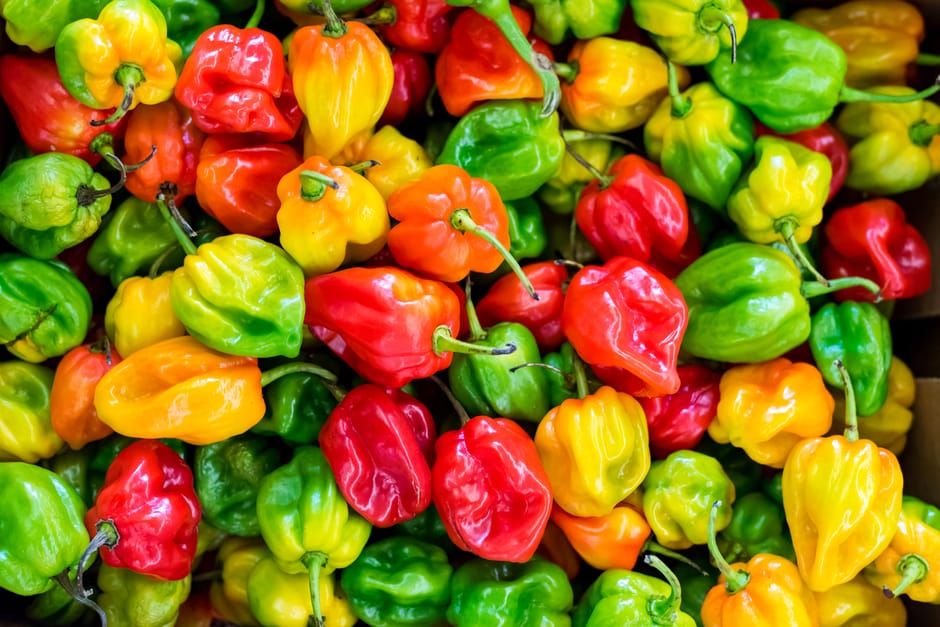 Um plano aproximado e colorido de malaguetas habanero frescas, exibindo uma variedade de vermelhos, amarelos e verdes.