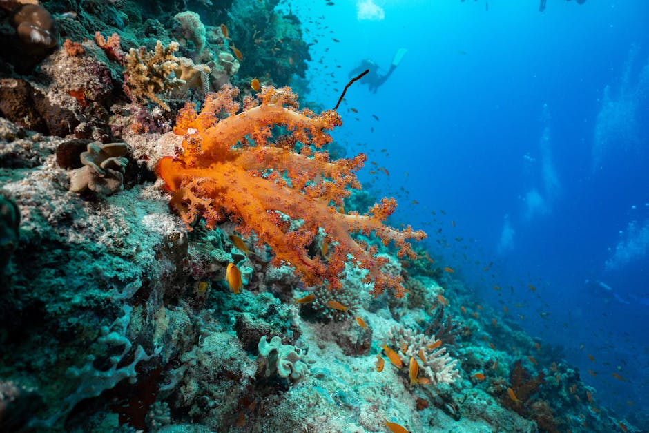 Recife de coral colorido debaixo de água com peixes a nadar num oceano azul e límpido.