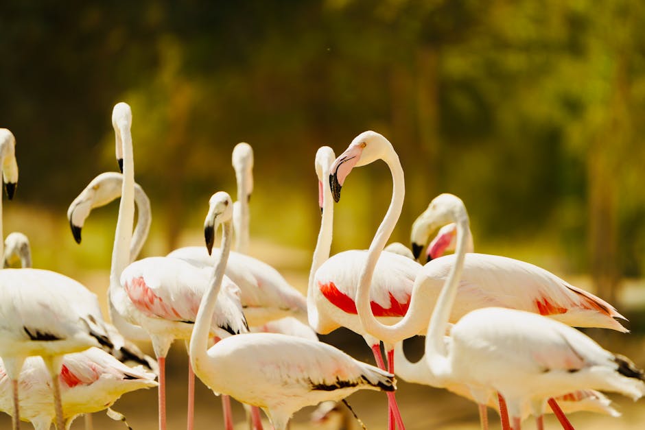 Um grupo deslumbrante de flamingos cor-de-rosa a apanhar sol, a exibir a beleza da natureza.