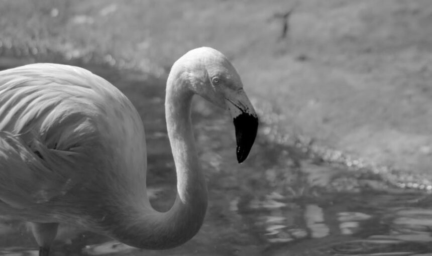 Fotografia a preto e branco de um flamingo a vadear na água, realçando a sua forma e plumagem elegantes.