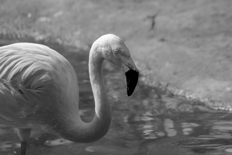 Fotografia a preto e branco de um flamingo a vadear na água, realçando a sua forma e plumagem elegantes.