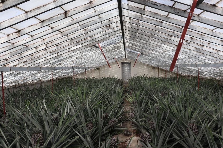 Vista interior de uma estufa repleta de plantas de ananás, criando um ambiente luxuriante.